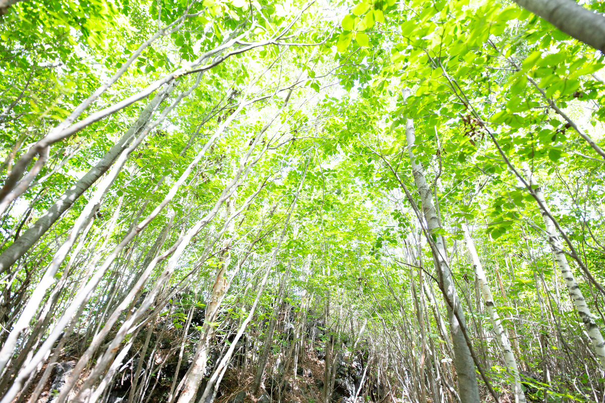 f:id:grass15:20210202112654j:plain