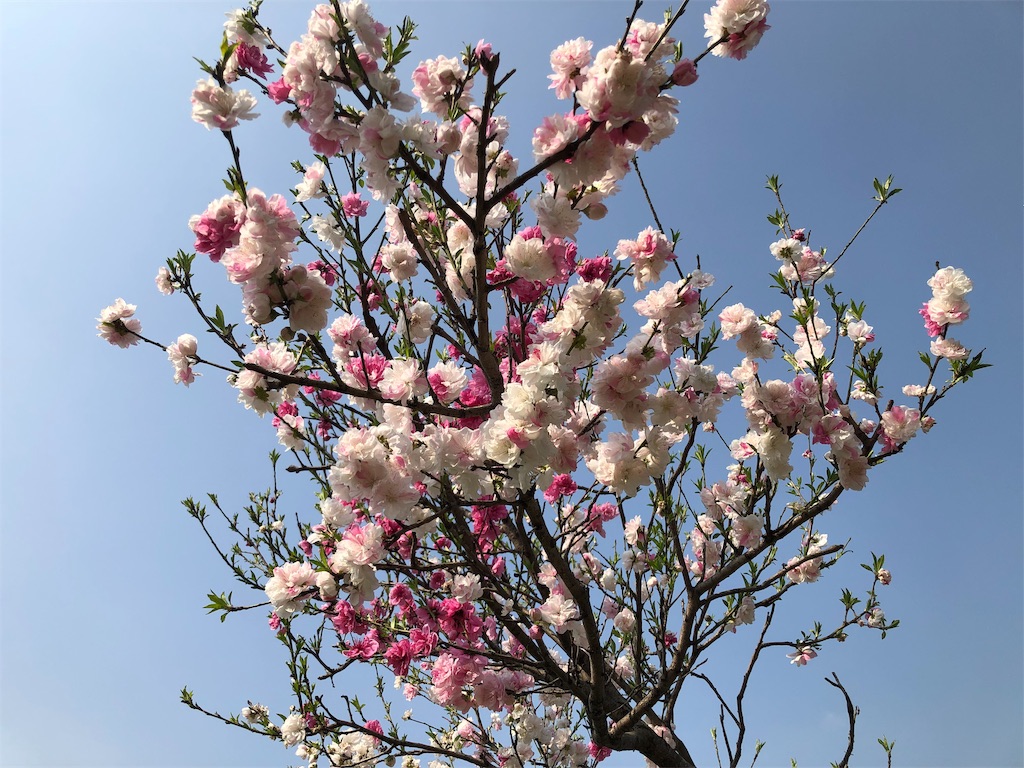 f:id:gratitude820akiko:20190421001246j:image