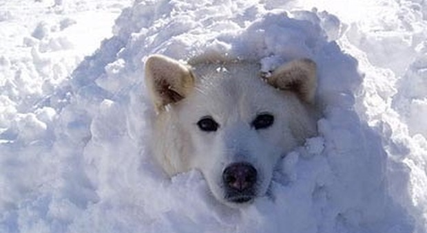 犬のようって 犬に関するイタリア語の面白い表現 8 8 Grazie A Tutti