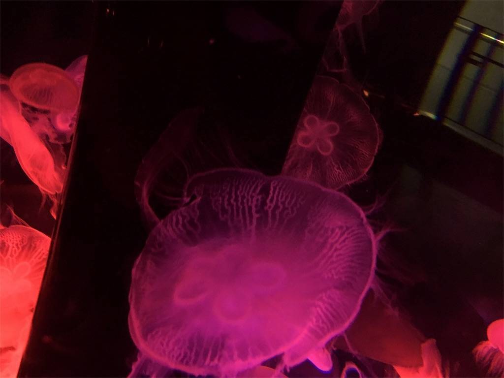 f:id:great_journey:20190911005638j:image