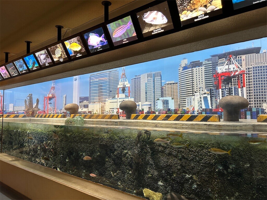 しながわ水族館で「真珠取り出し」体験 - パリ・東京でモンテッソーリ