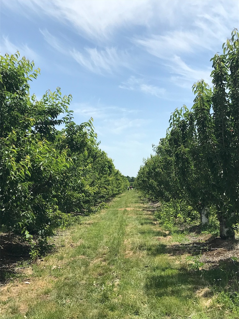 f:id:greatsusie:20200516134852j:image f:id:greatsusie:20200516134852j:image