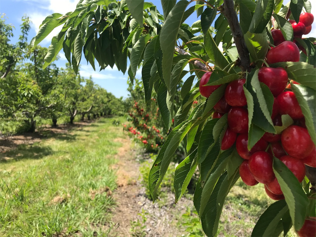 f:id:greatsusie:20200516134943j:image f:id:greatsusie:20200516134943j:image