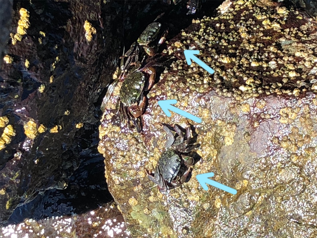 f:id:greatsusie:20200929082457j:image f:id:greatsusie:20200929082457j:image