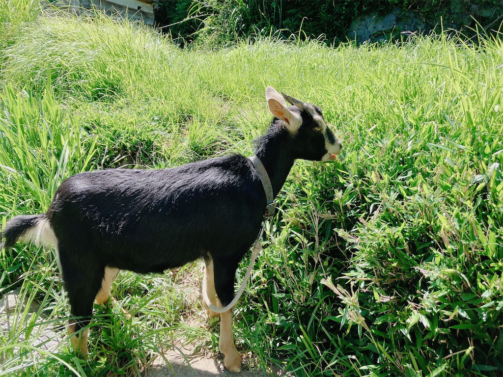 f:id:greatsusie:20230911131019j:image