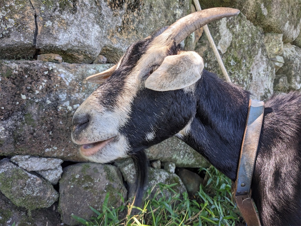 f:id:greatsusie:20230911131050j:image