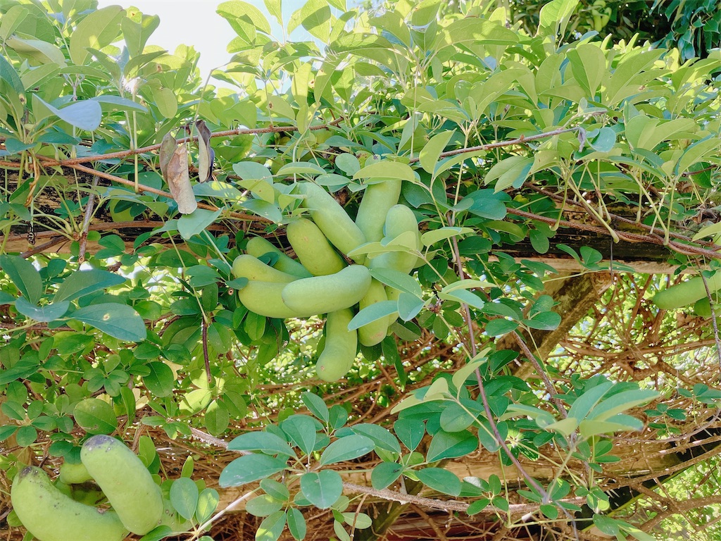 f:id:greatsusie:20230911131106j:image