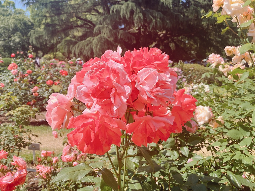 f:id:greatsusie:20240526174427j:image