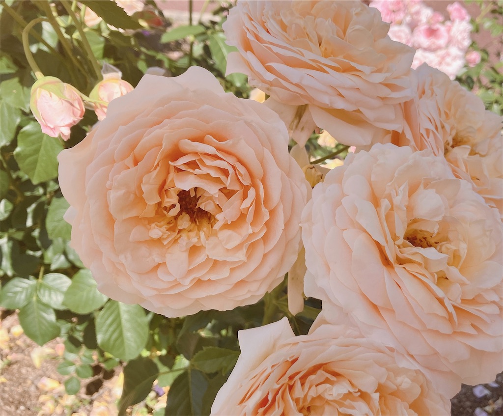 f:id:greatsusie:20240526222410j:image