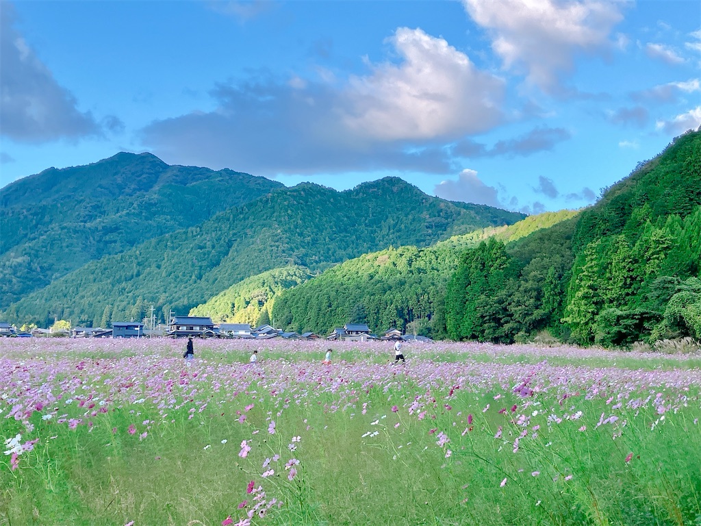 兵庫観光】秋風にゆれる500万本のコスモスたち 