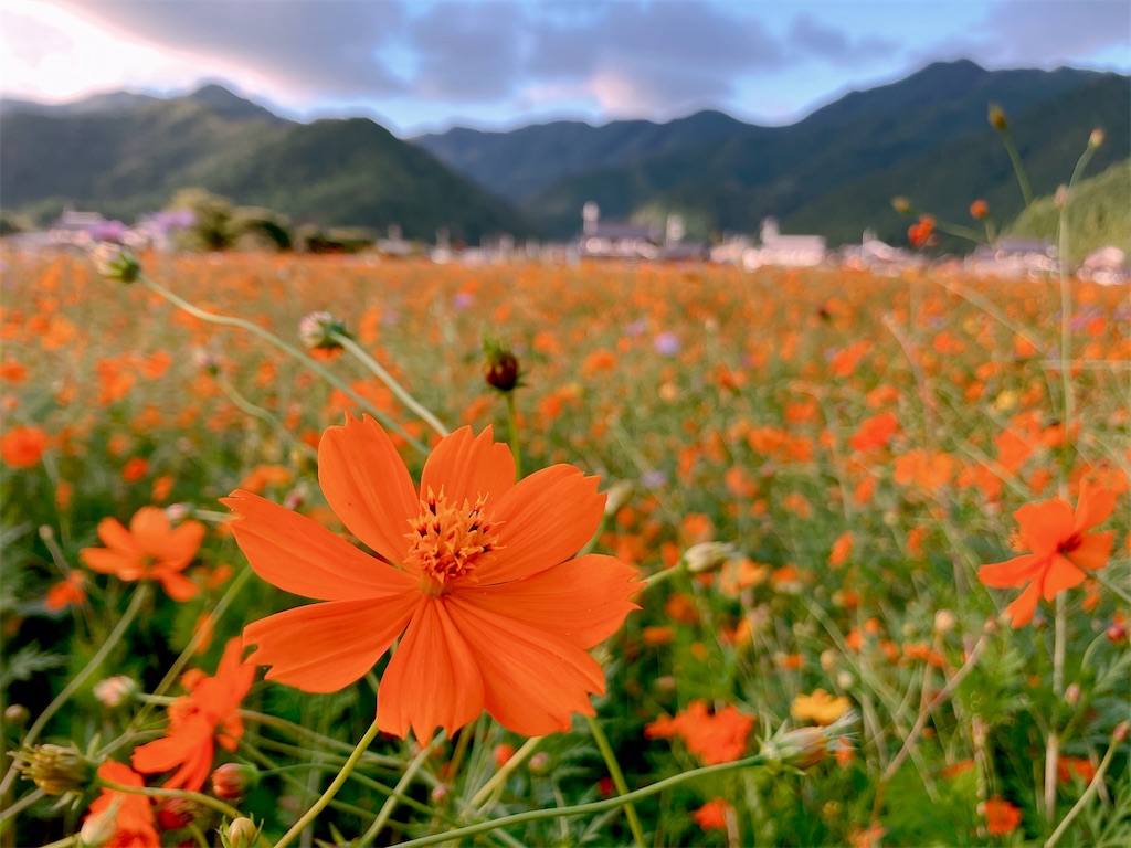 兵庫観光】秋風にゆれる500万本のコスモスたち 