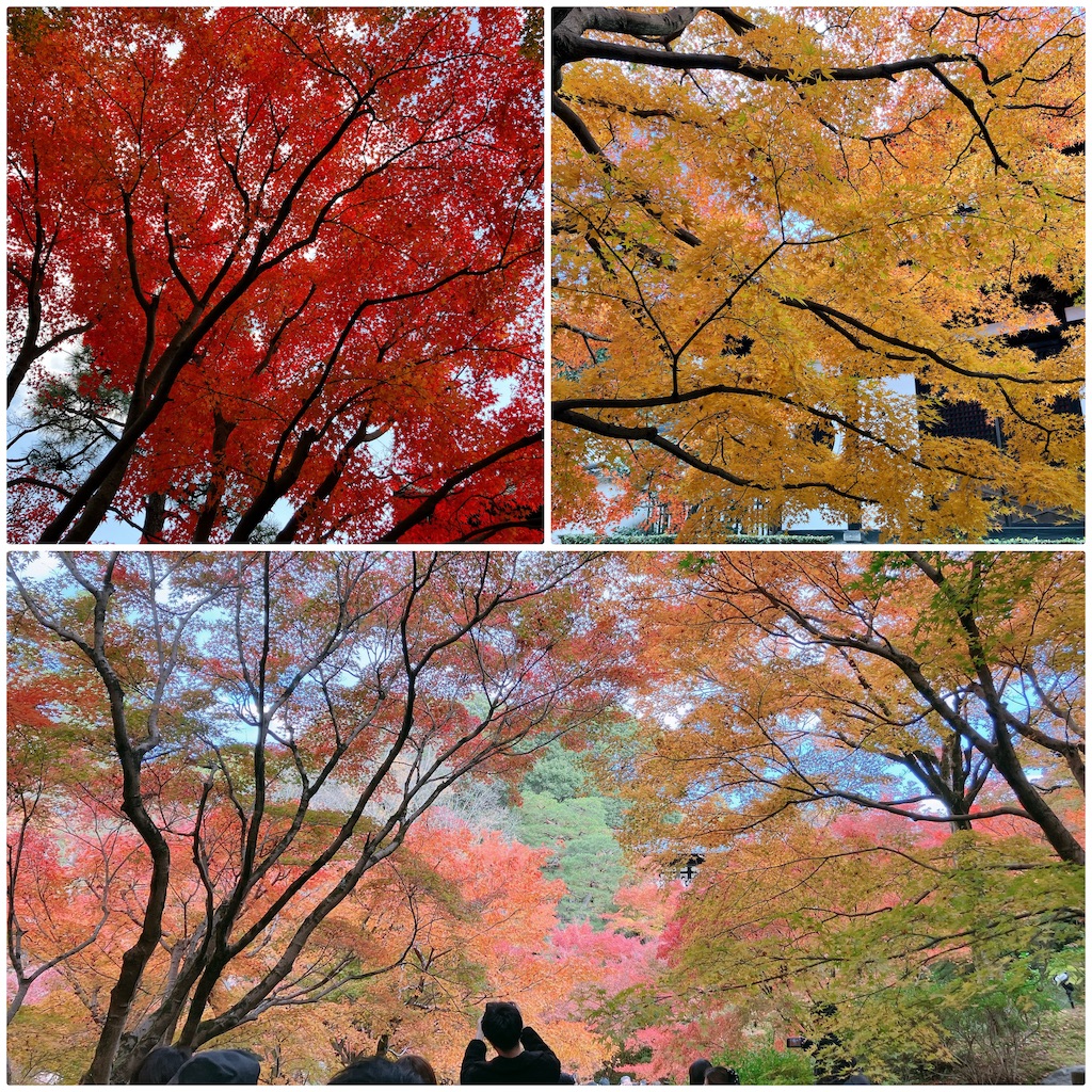 f:id:greatsusie:20241203103328j:image