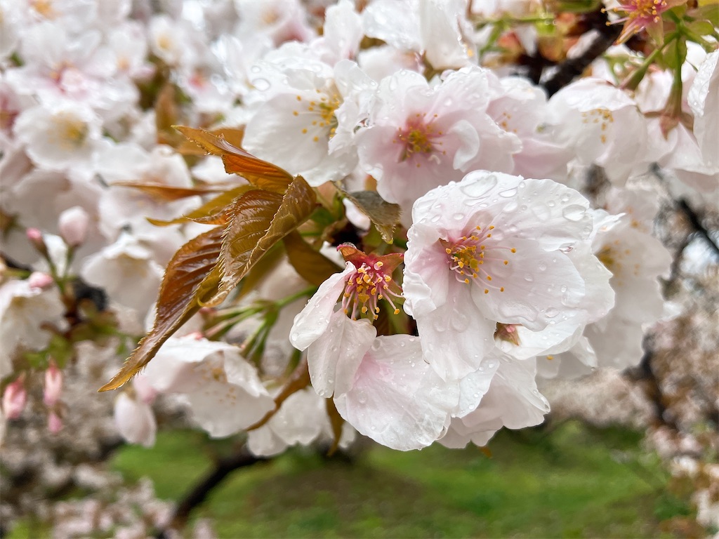 f:id:greatsusie:20250414101131j:image