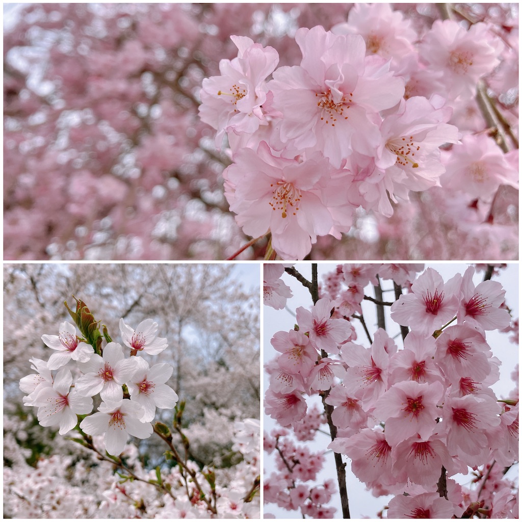 f:id:greatsusie:20250416104525j:image