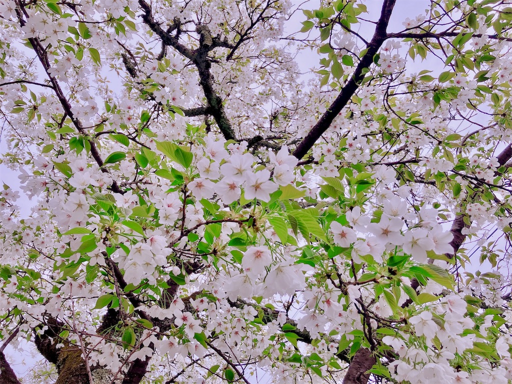 f:id:greatsusie:20260407165442j:image