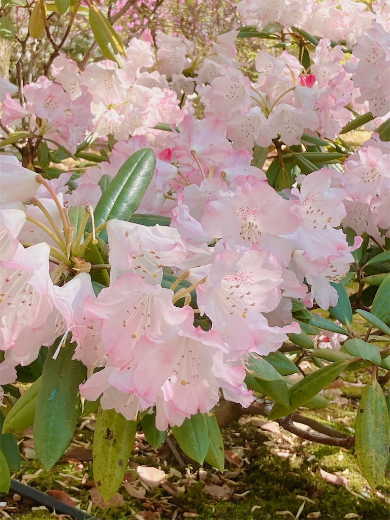 f:id:greatsusie:20260415112858j:image f:id:greatsusie:20260415112858j:image