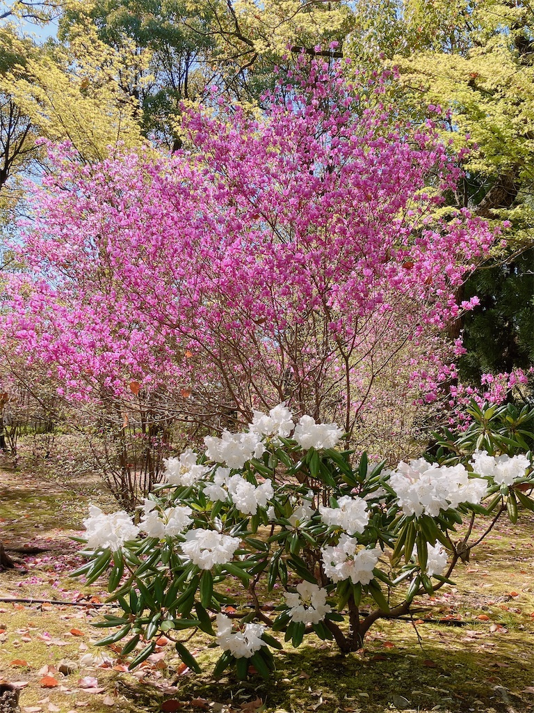 f:id:greatsusie:20260415112902j:image f:id:greatsusie:20260415112902j:image