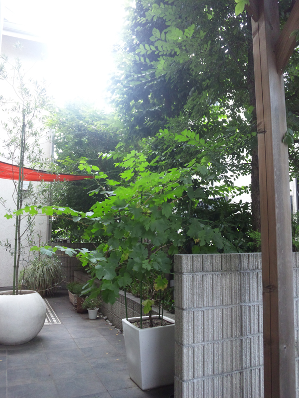 f:id:green-art:20110713084112j:image f:id:green-art:20110713084112j:image