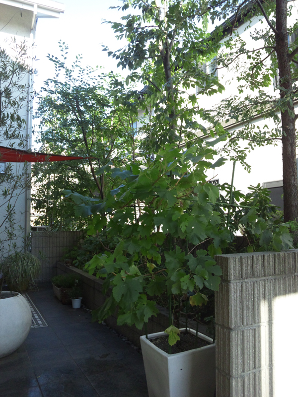 f:id:green-art:20110713162838j:image f:id:green-art:20110713162838j:image