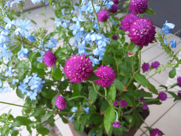 f:id:green-art:20110714184024j:image f:id:green-art:20110714184024j:image