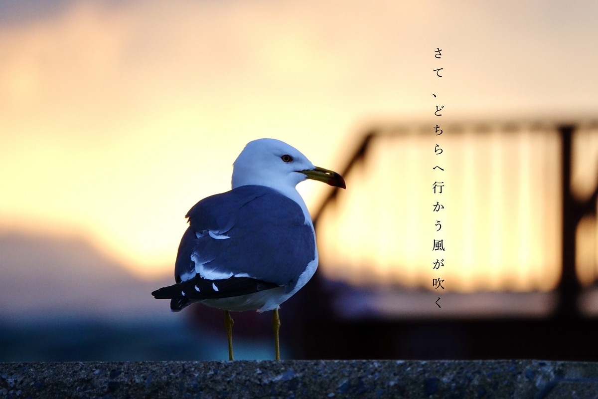 さて、どちらへ行かう風が吹く - 写真と旅と種田山頭火