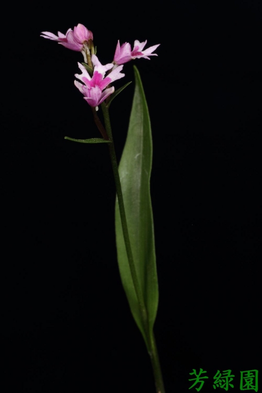 f:id:green-orchid:20160503222149j:image