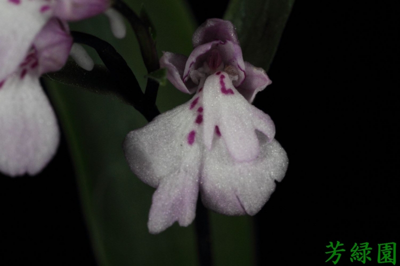f:id:green-orchid:20160503223632j:image