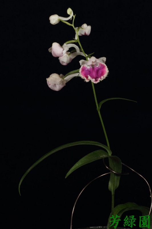 f:id:green-orchid:20160530164033j:image