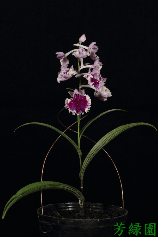 f:id:green-orchid:20160530165009j:image