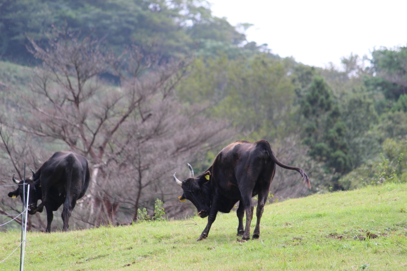 f:id:green335k:20170930131212j:plain f:id:green335k:20170930131212j:plain