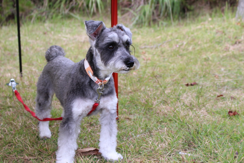 f:id:green335k:20171008235949j:plain f:id:green335k:20171008235949j:plain