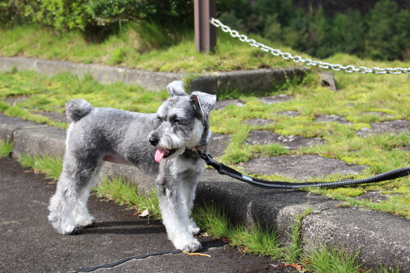 f:id:green335k:20171009001002j:plain f:id:green335k:20171009001002j:plain