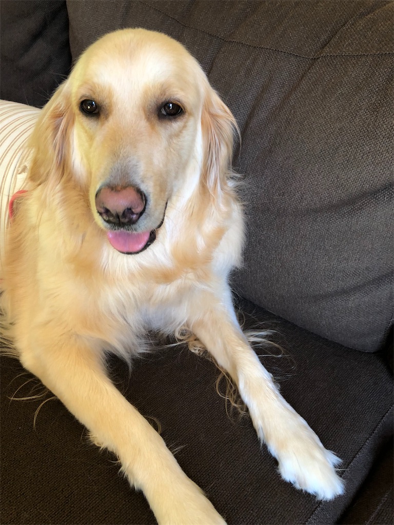 f:id:green3lk:20190217093444j:image