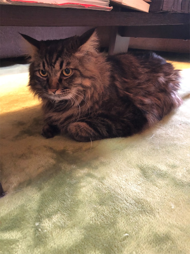 f:id:green3lk:20190218123920j:image