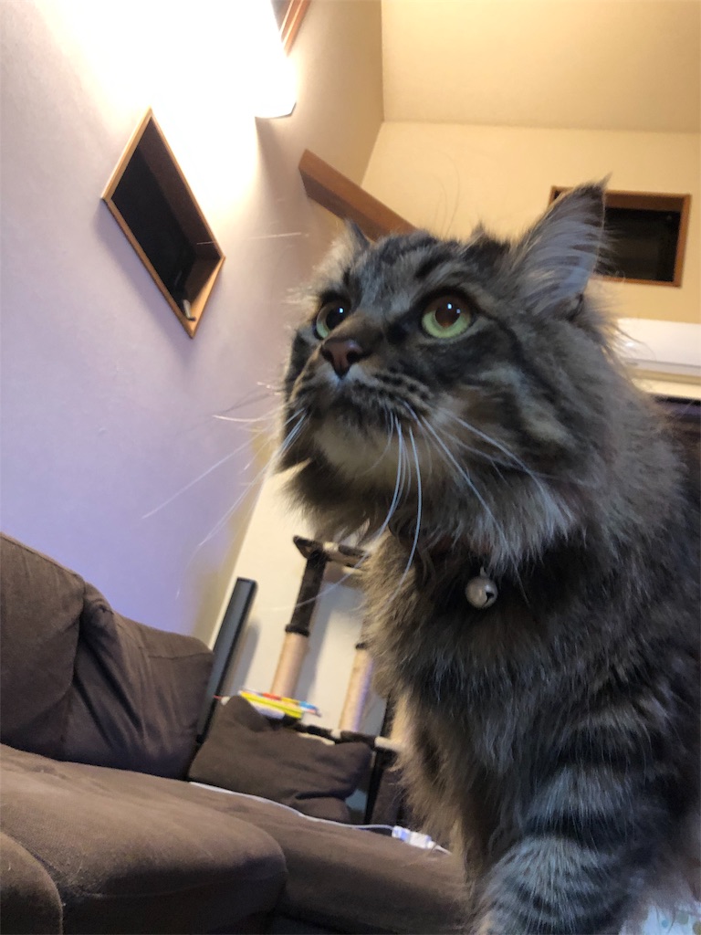 f:id:green3lk:20190321185727j:image f:id:green3lk:20190321185727j:image