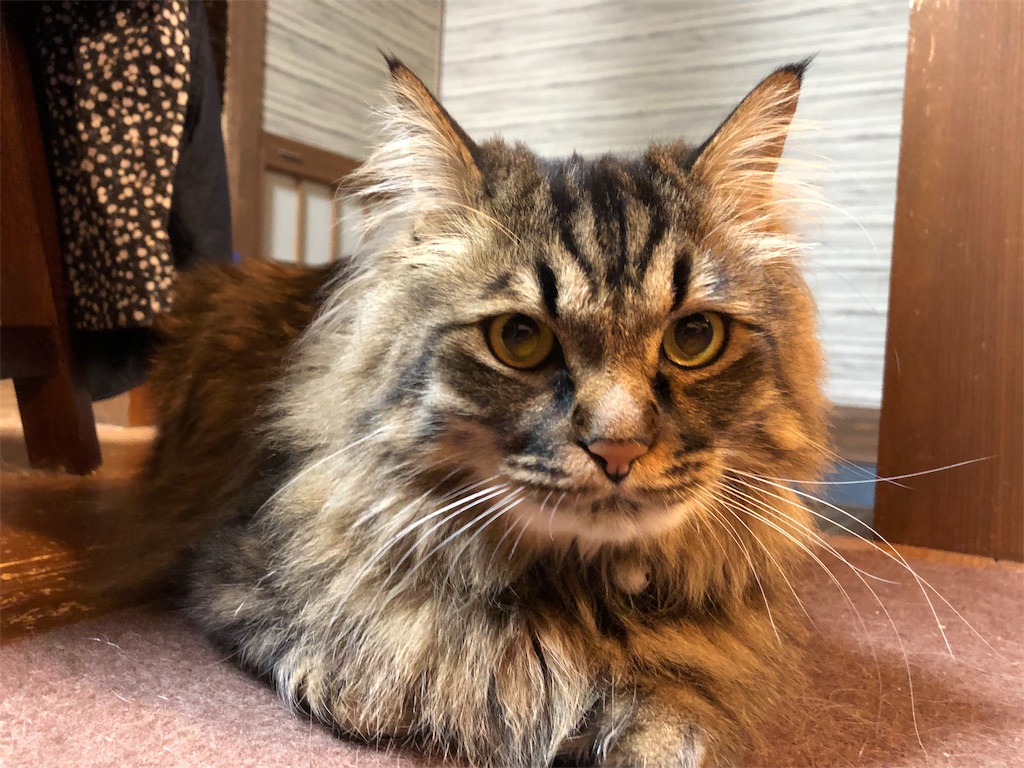 f:id:green3lk:20190326081206j:image