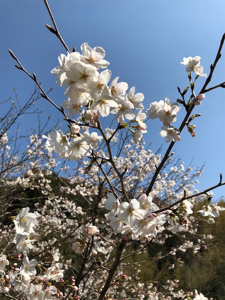 f:id:green3lk:20190327075721j:image f:id:green3lk:20190327075721j:image
