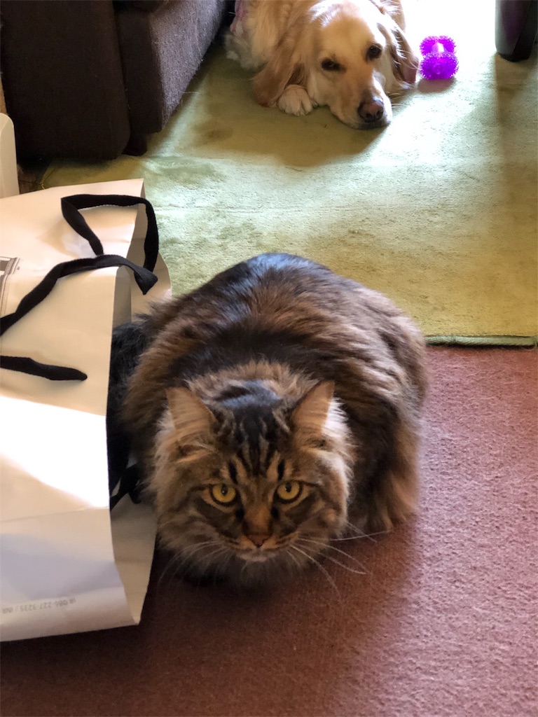 f:id:green3lk:20190403075249j:image