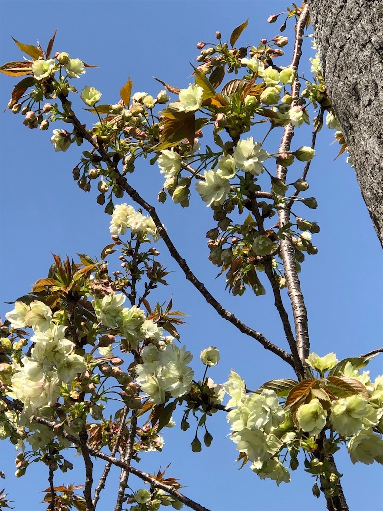 f:id:green3lk:20190409220434j:image