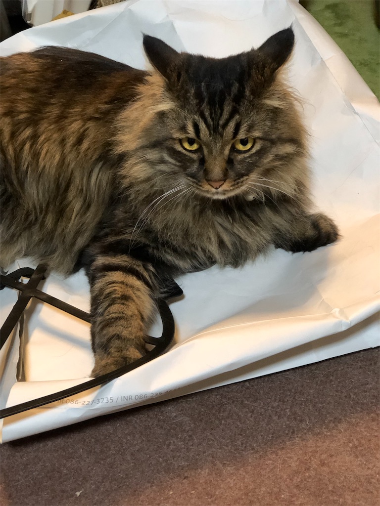 f:id:green3lk:20190418074512j:image