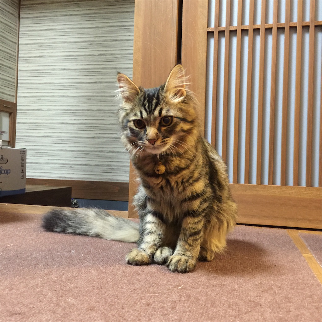 f:id:green3lk:20190423073444j:image