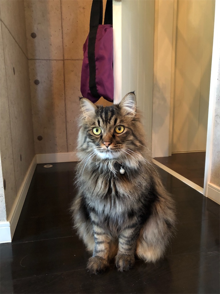 f:id:green3lk:20190423074206j:image