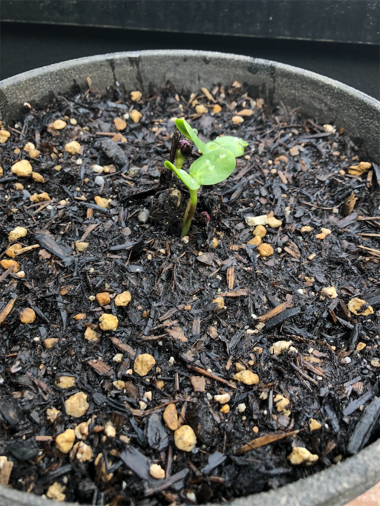f:id:green3lk:20190503093606j:image f:id:green3lk:20190503093606j:image