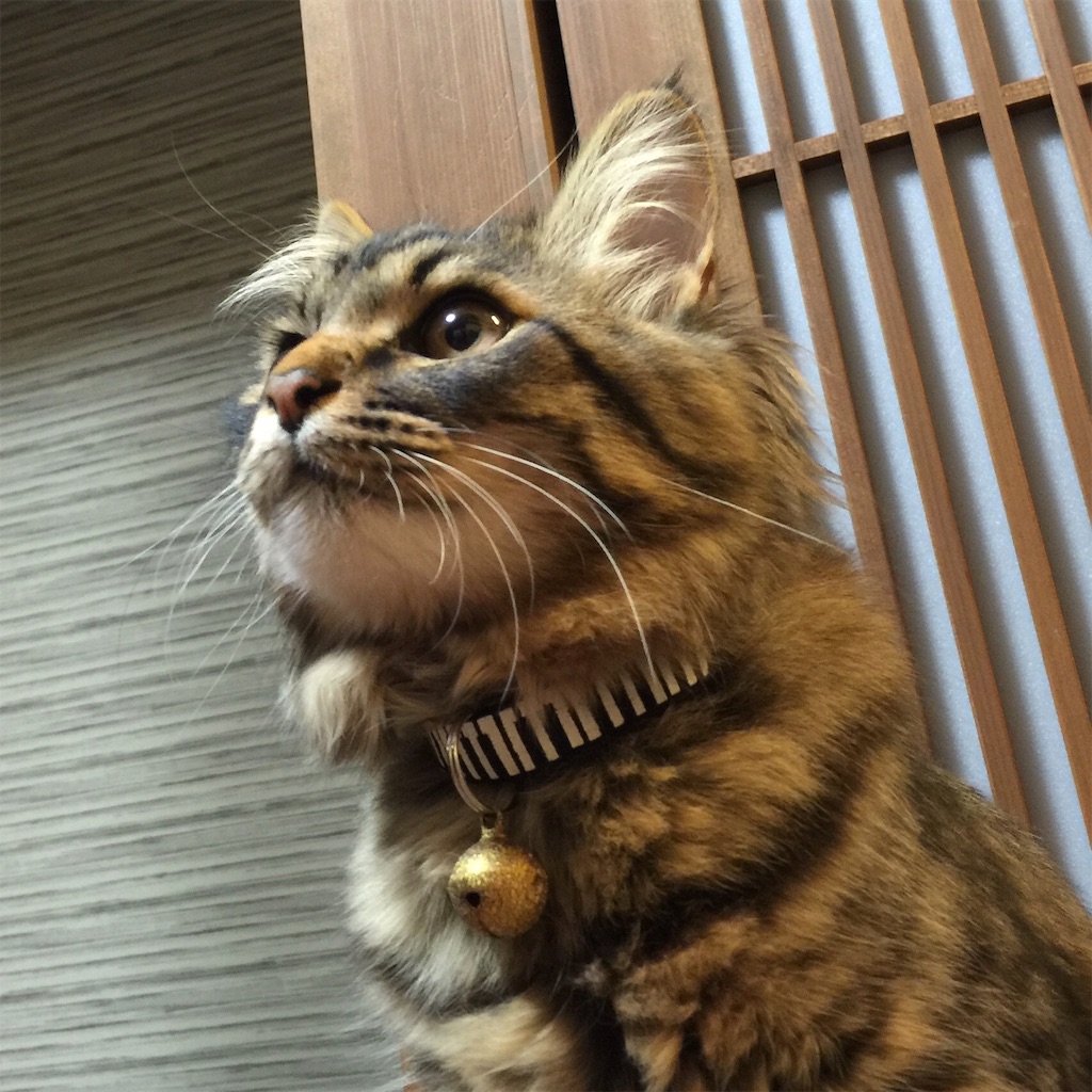 f:id:green3lk:20190513185452j:image f:id:green3lk:20190513185452j:image