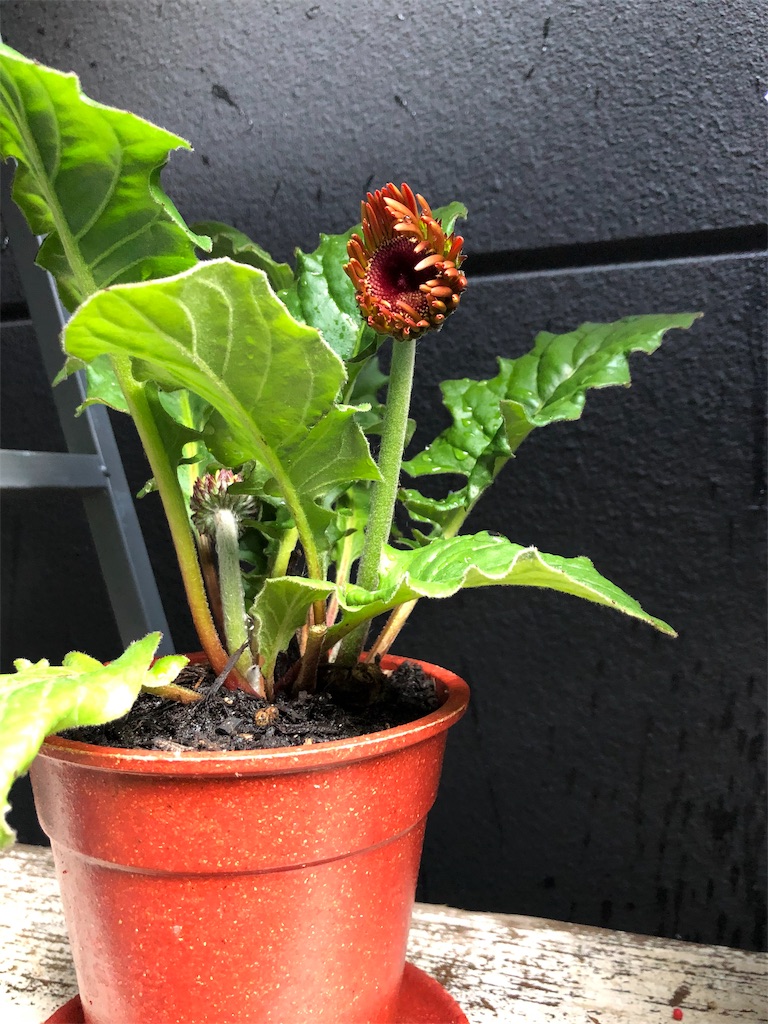f:id:green3lk:20190516074713j:image