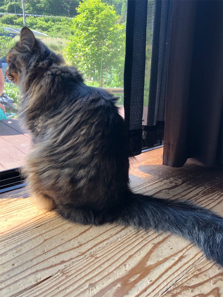 f:id:green3lk:20190516074830j:image