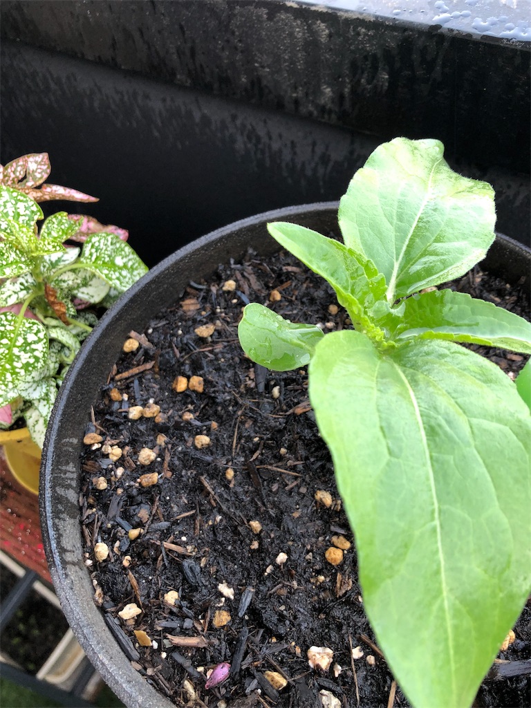 f:id:green3lk:20190517075504j:image