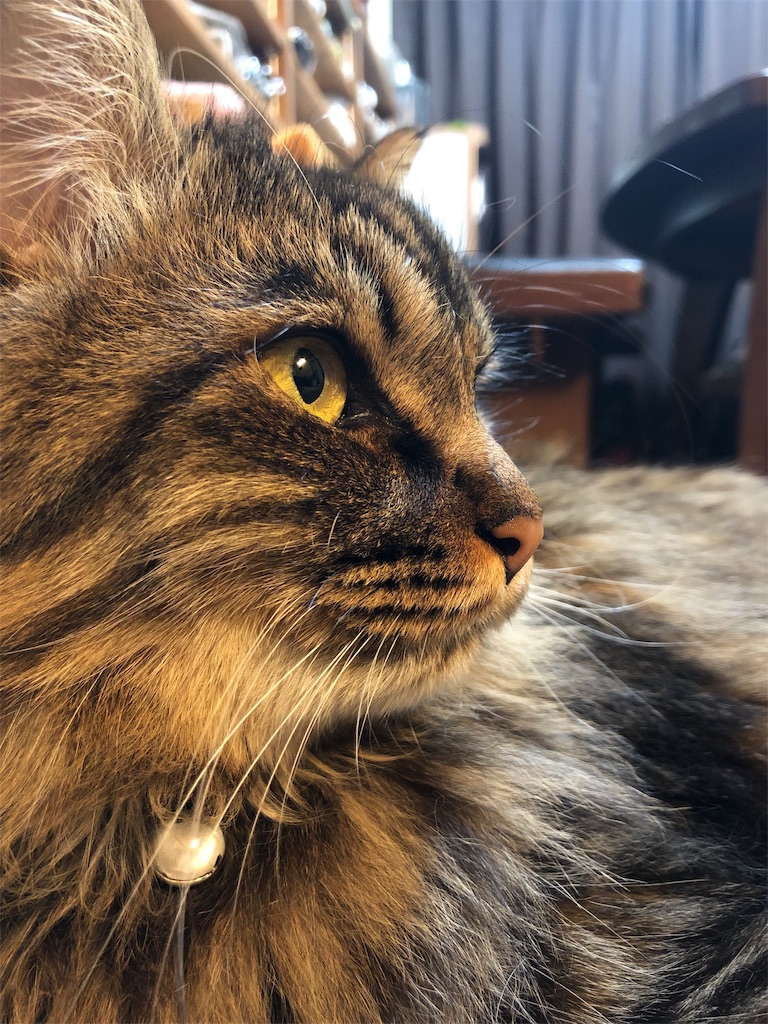 f:id:green3lk:20190518075706j:image f:id:green3lk:20190518075706j:image