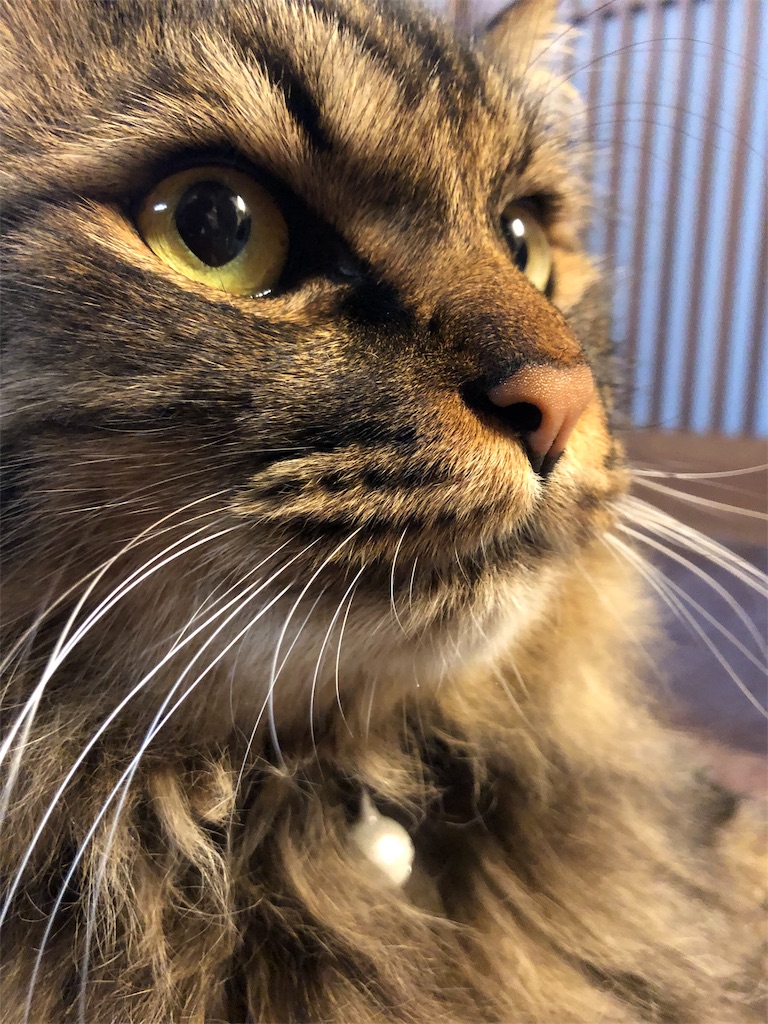 f:id:green3lk:20190603075311j:image f:id:green3lk:20190603075311j:image