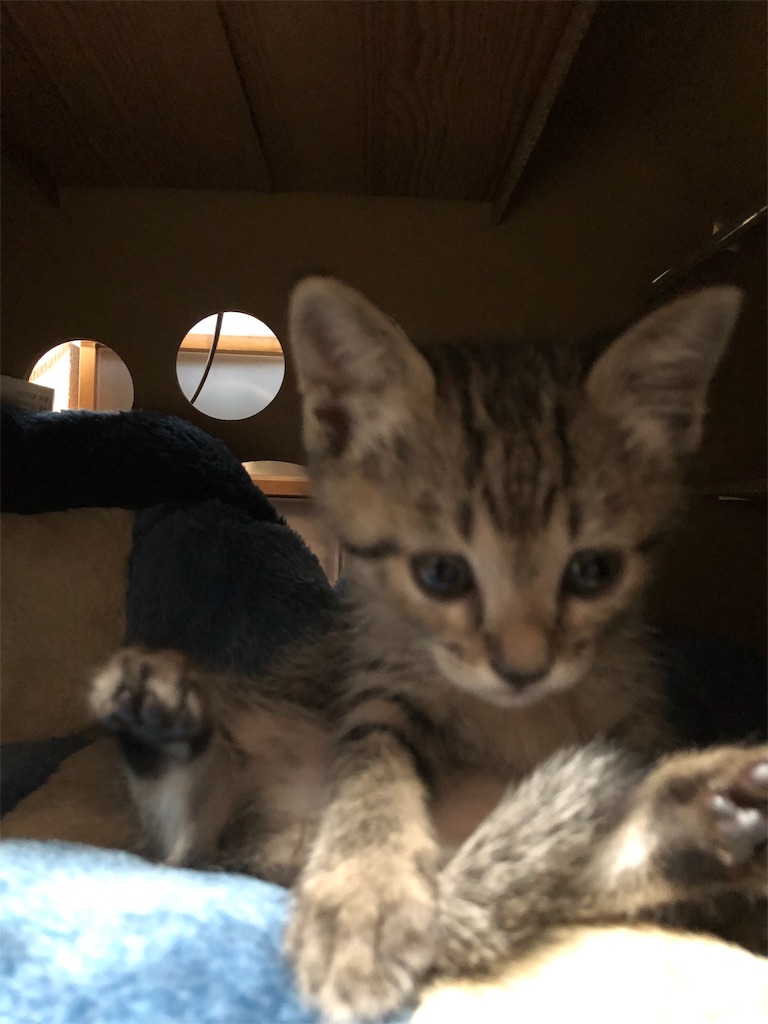 f:id:green3lk:20190615073811j:image f:id:green3lk:20190615073811j:image